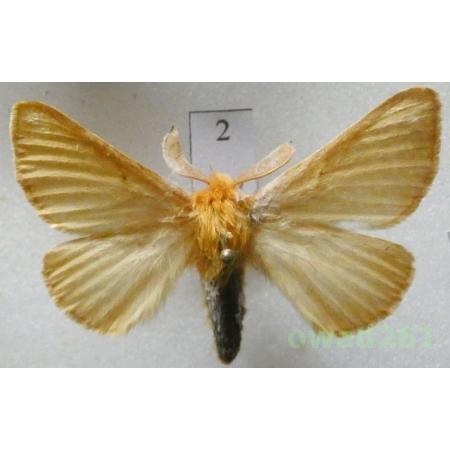 Lemonia taraxaci (Denis & Schiffermüller, 1775) male Slovakia2